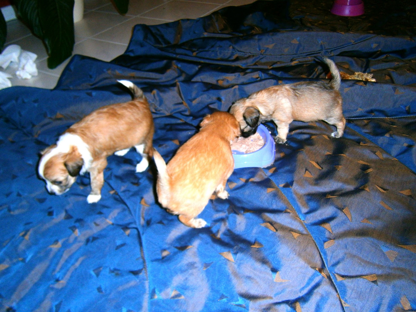 Chihuahua Welpen Duisburg